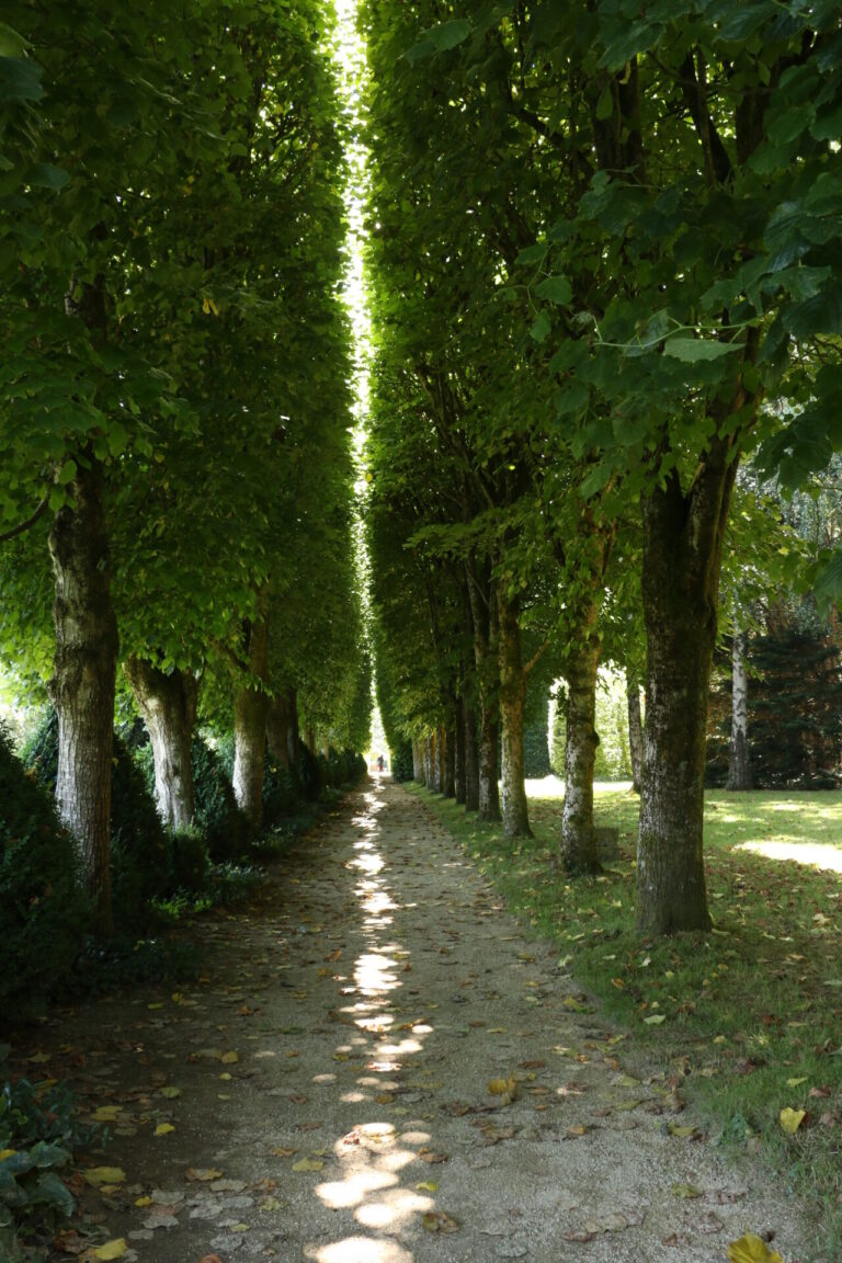 Allée de tilleuls taillés en rideau, dans les jardins du château de La Ballue, en Bretagne.