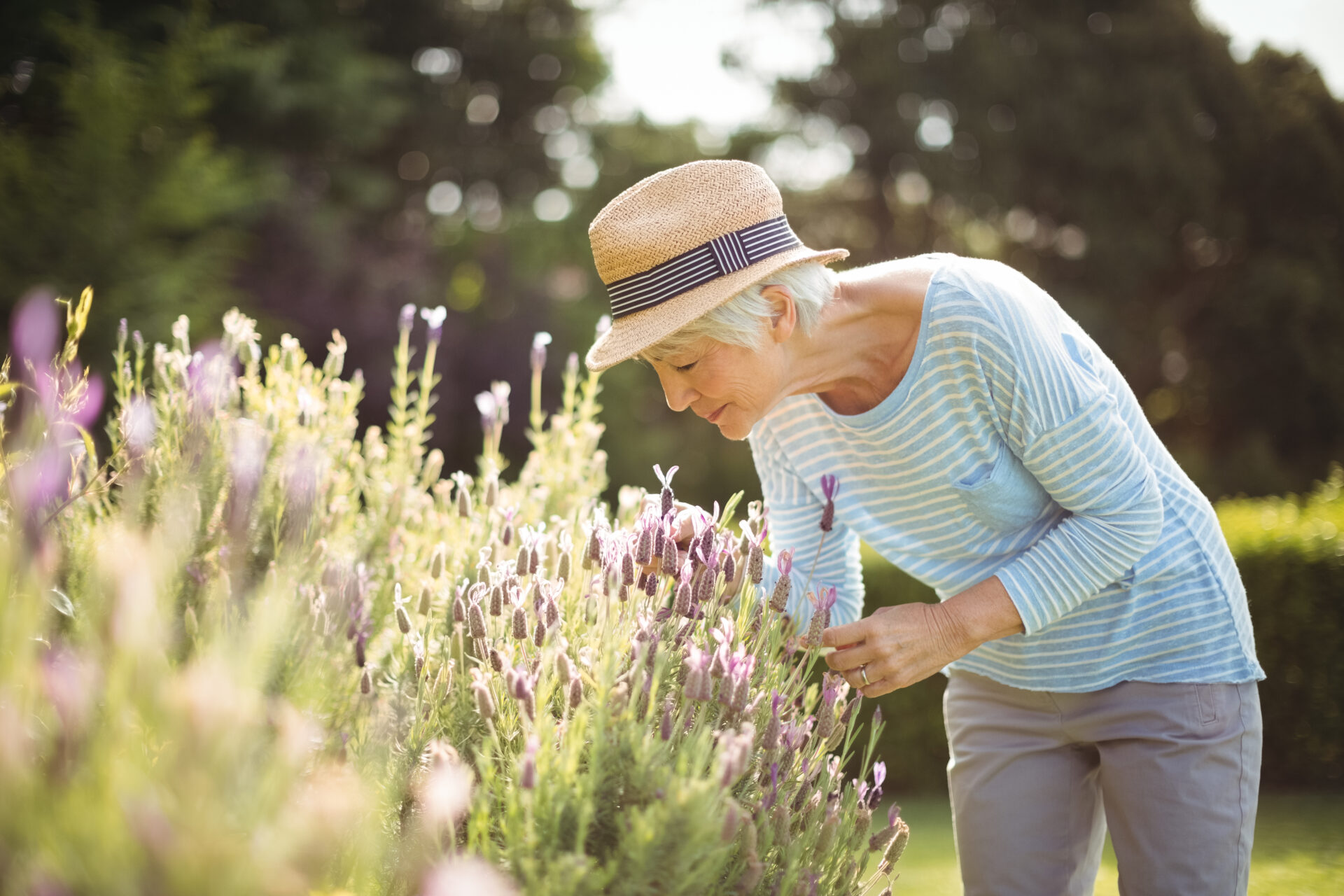 Femme senior sentant des fleurs de lavande dans un jardin ensoleillé au printemps