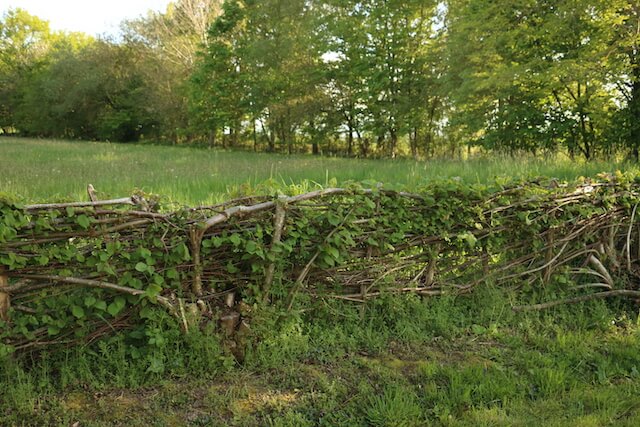 Haie plessée traditionnelle dans le Perche, au printemps.