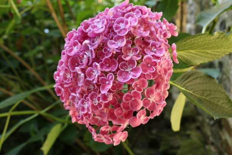 Inflorescence rose en pompon d’un hortensia à fleurs doubles, photographiée dans les jardins du château de La Ballue, en Bretagne.