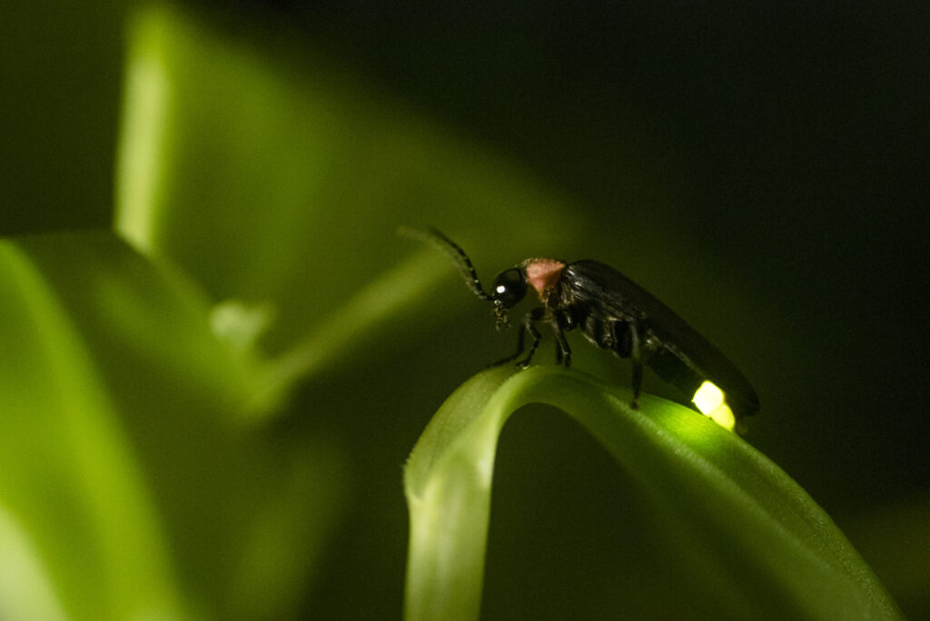 Luciole noire posée sur une feuille verte, avec un corselet rosé et l’extrémité de l’abdomen lumineuse, en ambiance nocturne