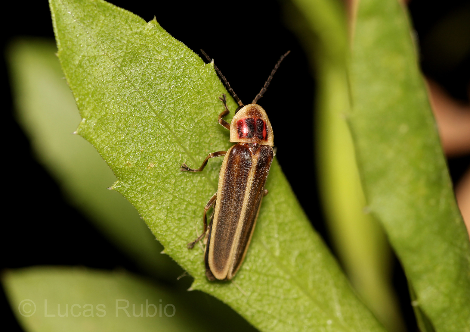 Luciole Photinus signaticollis posée sur une feuille, vue dorsale montrant les taches rosées sur le corselet