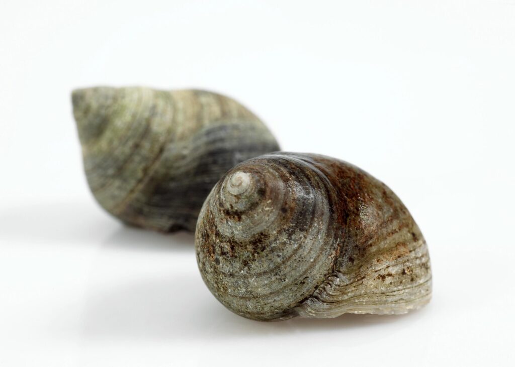 Bigorneaux (Littorina littorea), petits coquillages à coquille sombre et spiralée, ramassés sur les rochers à marée basse.