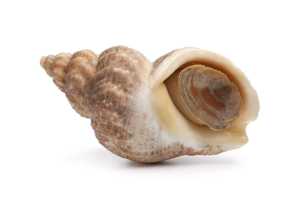 Bulot frais avec sa coquille spiralée, ramassé à pied sur les fonds sableux et vaseux.