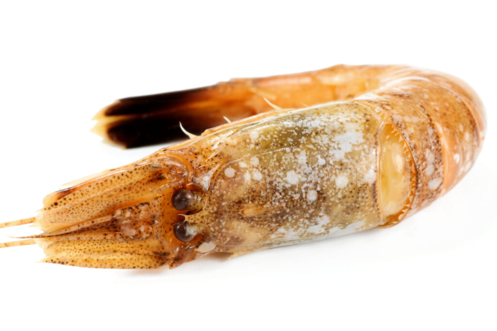 Crevette grise (Crangon crangon), petit crustacé translucide à dos brun tacheté.