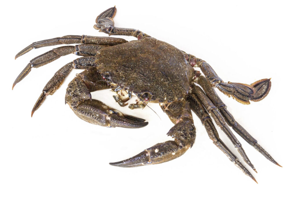 Étrille, petit crabe brun velouté aux pinces puissantes, pêché à pied lors des grandes marées.