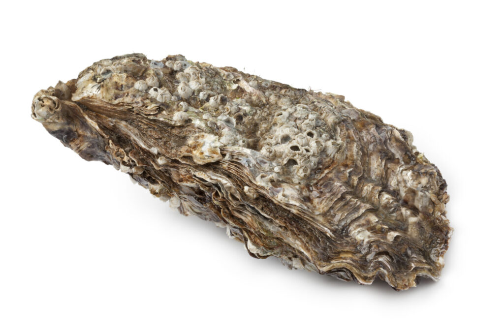 Huître creuse fixée sur un rocher, coquille rugueuse marquée de concrétions.