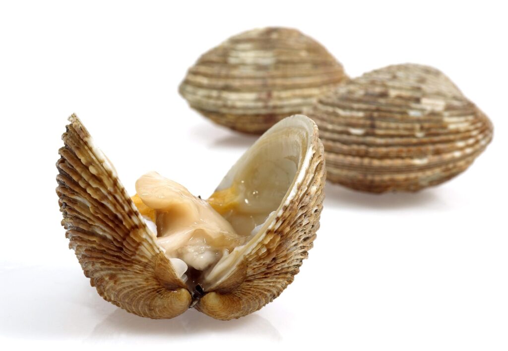 Praires fraîches, bivalves de couleur beige striée, ramassées sur l’estran.