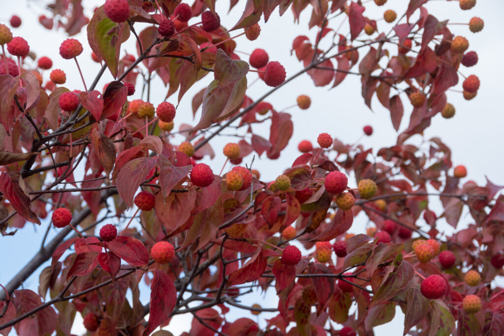 Branches de cornouiller du Japon en automne, avec feuillage rouge et fruits décoratifs