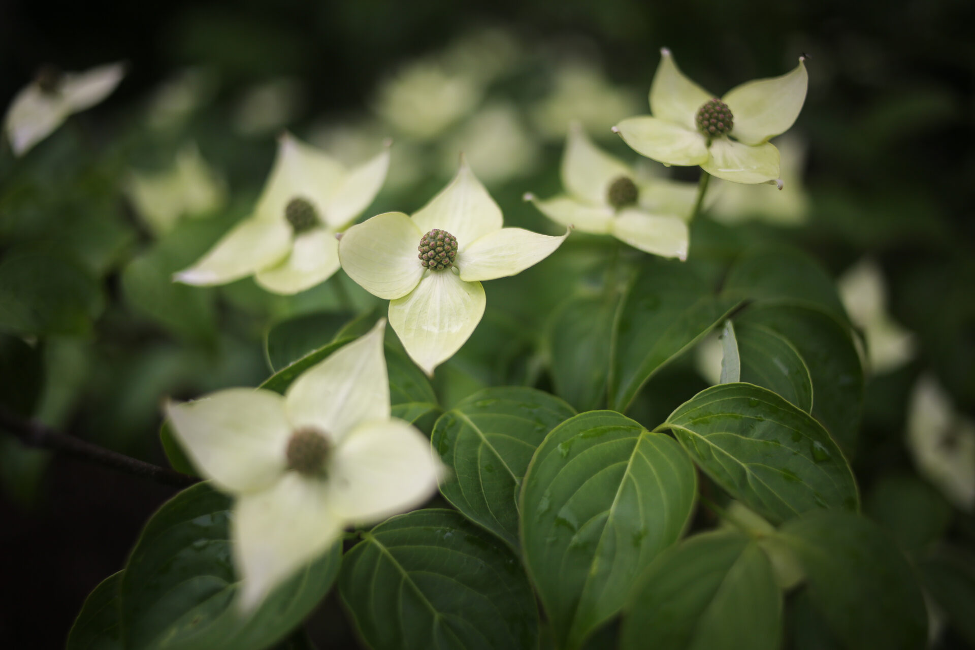 Bractées blanches en étoile du cornouiller du Japon (Cornus kousa) au printemps