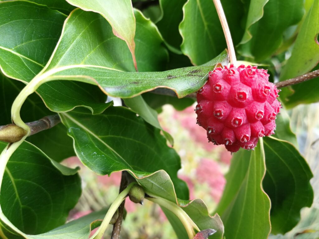 Fruit rouge du cornouiller du Japon (Cornus kousa) en été