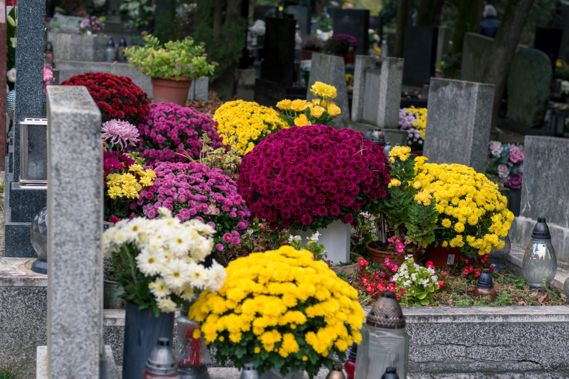 Tombes ornées de potées de chrysanthèmes multicolores dans un cimetière à la Toussaint.