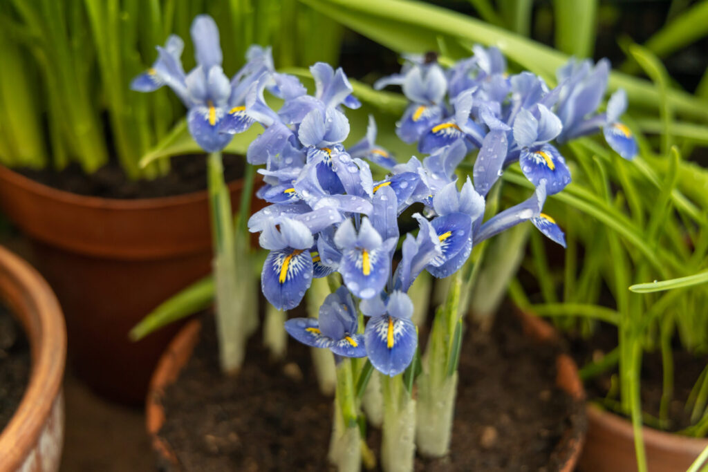 Potée d’iris nains en fleur, plante adaptée aux tombes et aux situations ensoleillées.