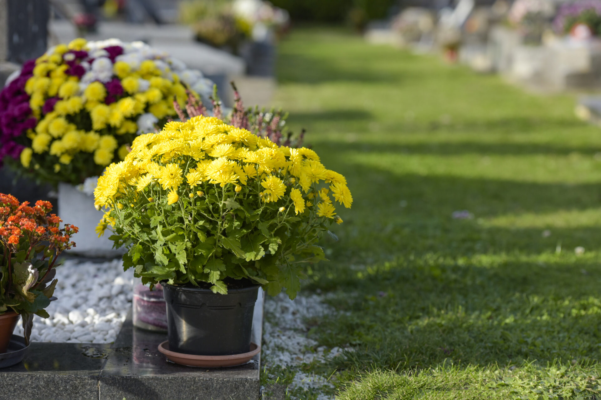 Pot de chrysanthèmes jaunes déposé sur une tombe à la Toussaint, avec soucoupe de récupération d’eau.