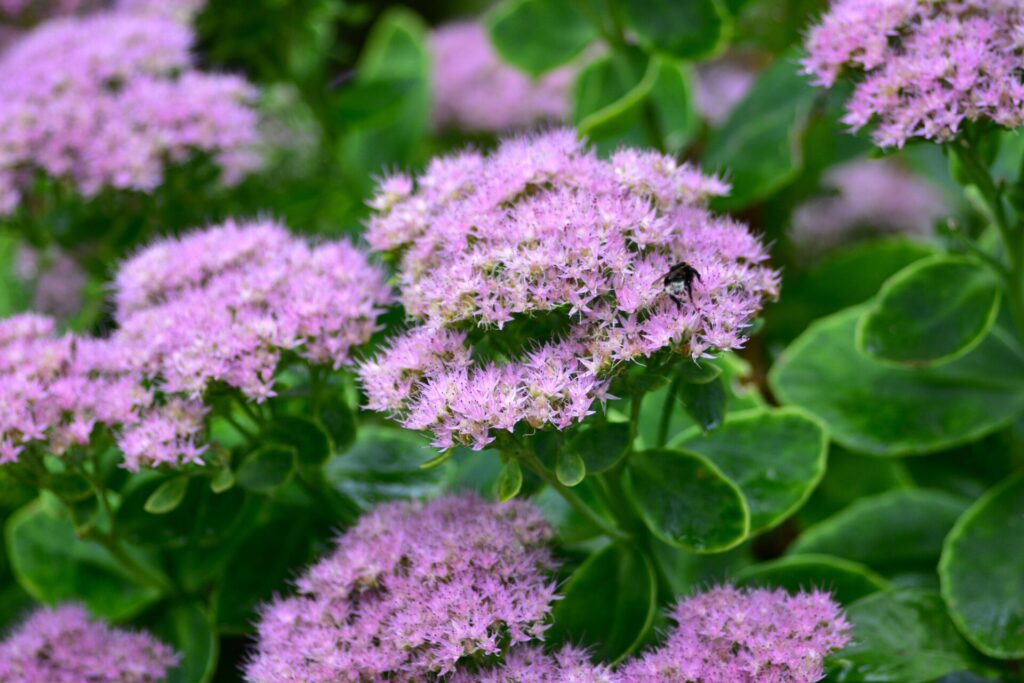 Touffes de sedum en fleur, plante vivace rustique adaptée aux tombes en plein soleil.