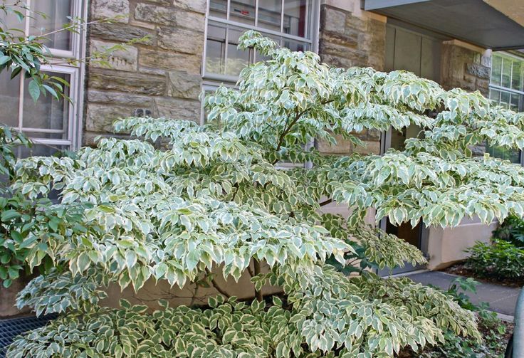 Cornouiller du Japon ‘Wolf Eyes’ au feuillage panaché crème et vert