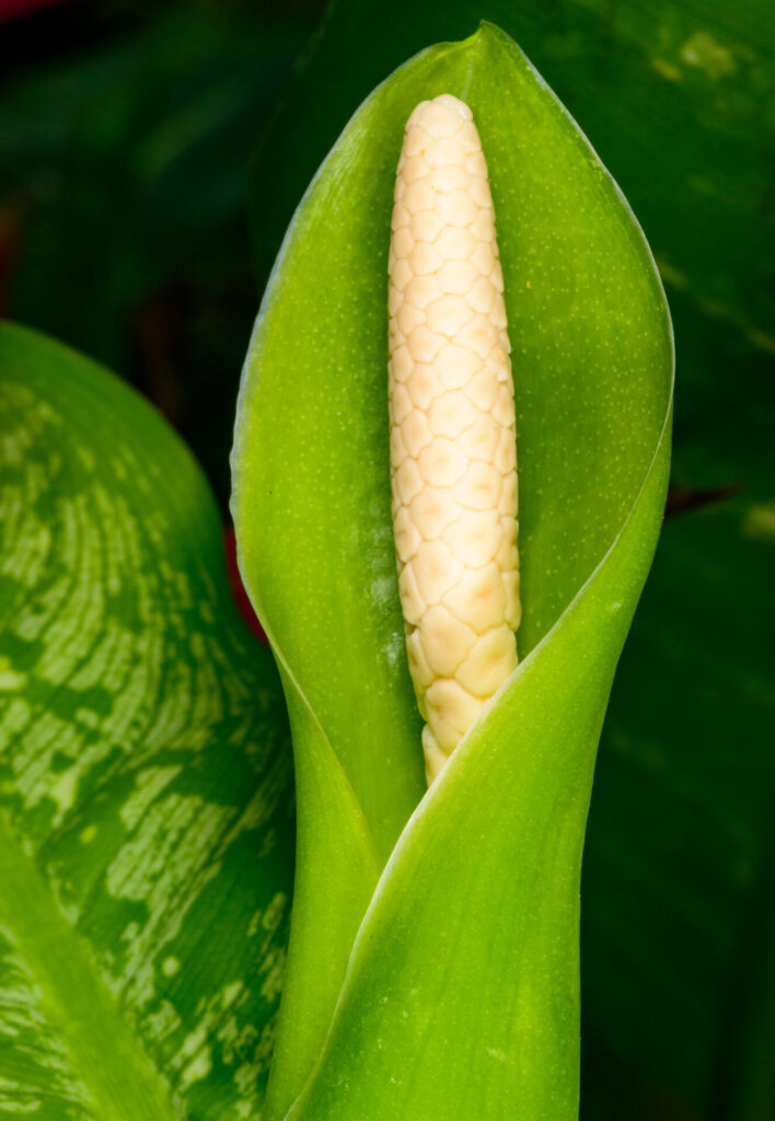 Gros plan sur l’inflorescence d’un dieffenbachia, montrant une spathe verte ouverte autour d’un spadice crème. Cette floraison, typique des plantes de la famille des aracées, apparaît rarement en culture d’intérieur mais témoigne d’une plante en bonne santé.