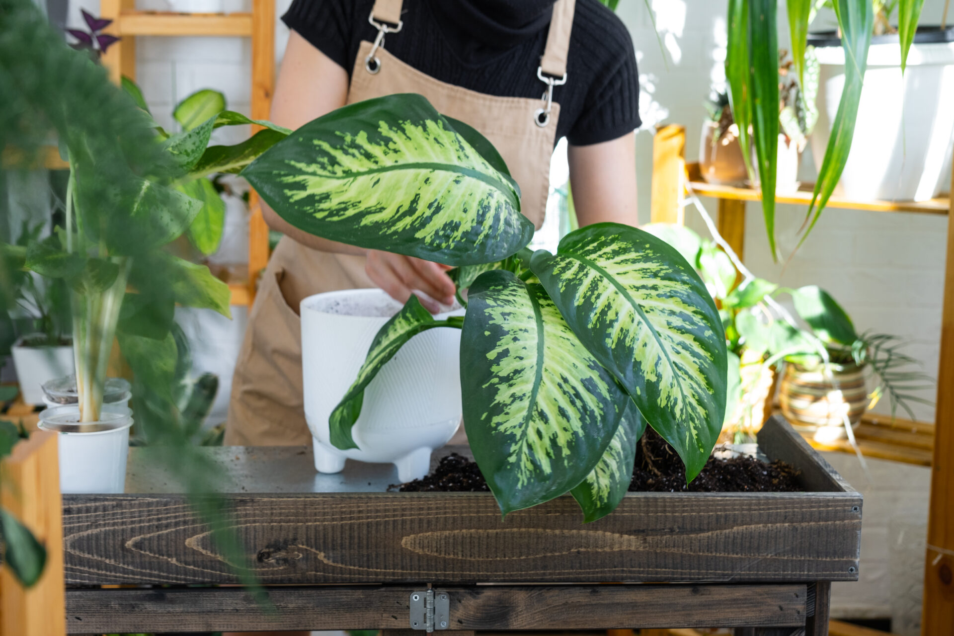 Un dieffenbachia aux grandes feuilles panachées est placé dans un pot blanc pendant un rempotage en intérieur. La plante est installée sur une table de travail, manipulée par une personne en tablier. La scène montre un atelier lumineux et végétal, idéal pour illustrer l’entretien et le choix d’un dieffenbachia en bonne santé.