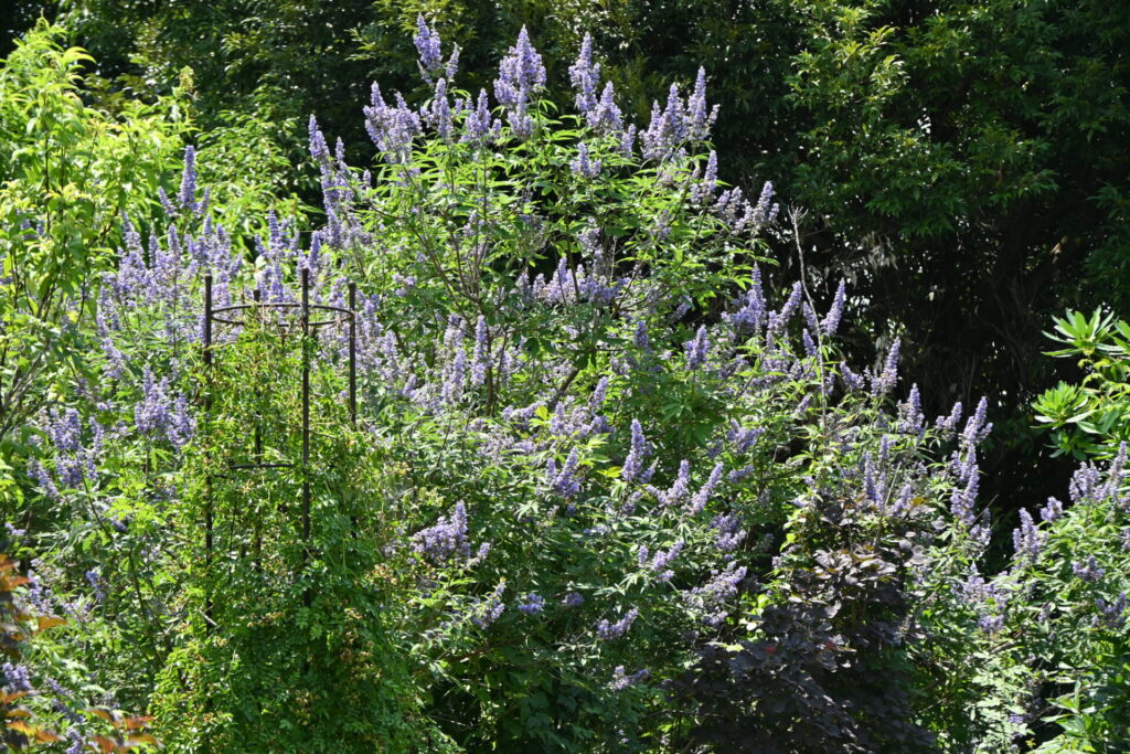 Silhouette du gattilier Vitex agnus-castus, arbuste buissonnant au feuillage gris-vert adapté aux jardins secs