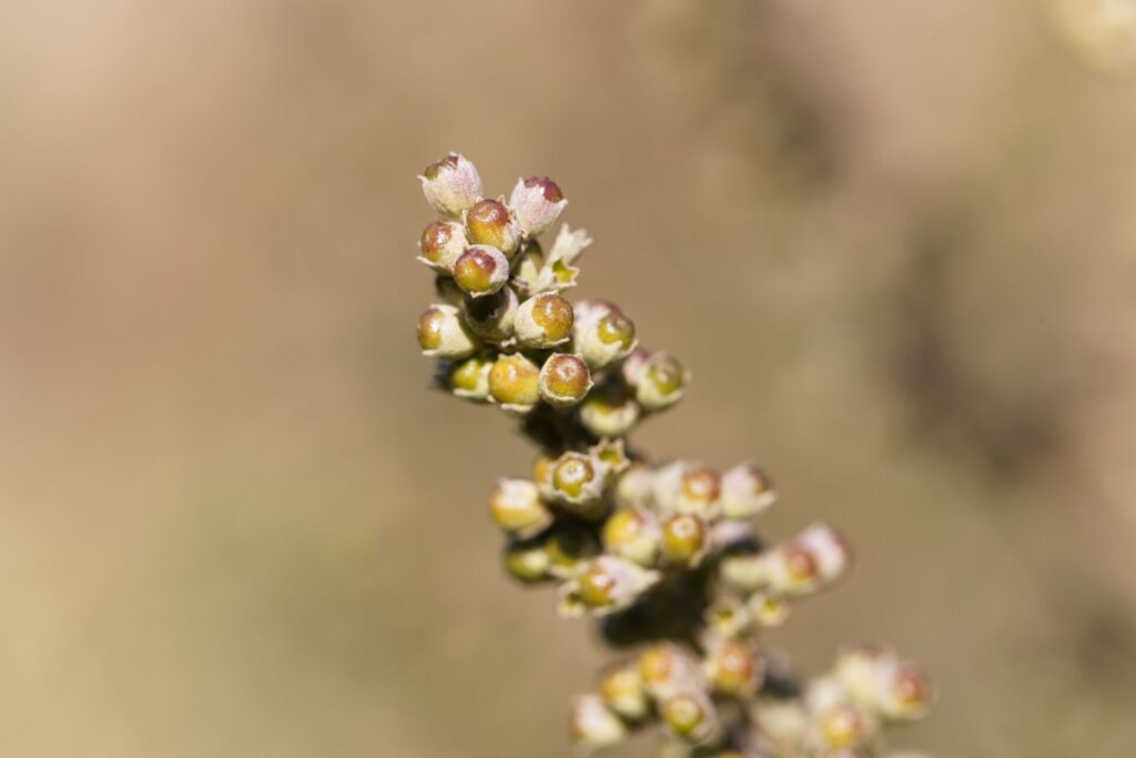 Baies du gattilier Vitex agnus-castus, appelées poivre des moines, photographiées en gros plan