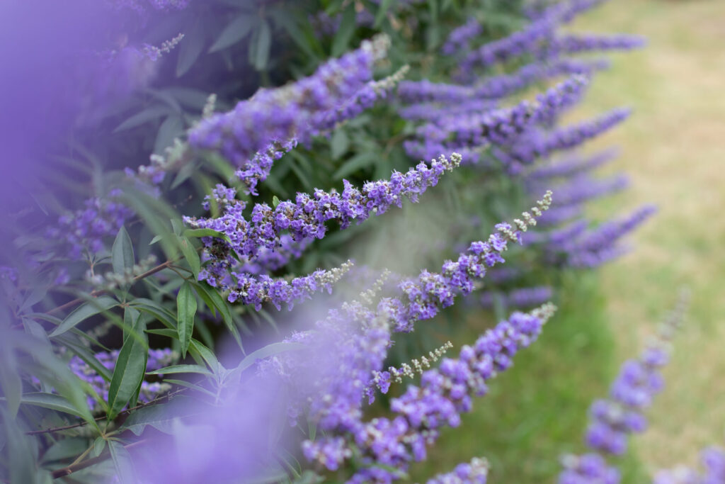 Fleurs bleues du gattilier Vitex agnus-castus en épis, en fin d’été, arbuste pour jardin sec