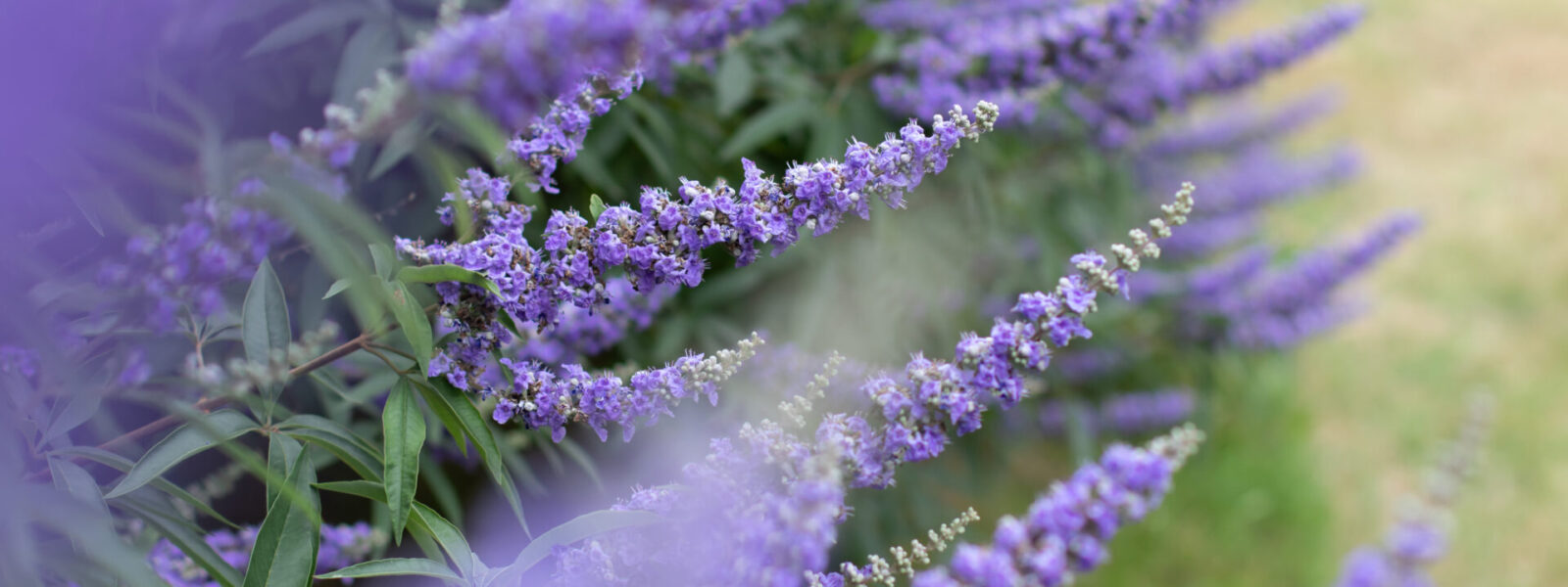Fleurs bleues du gattilier Vitex agnus-castus en épis, en fin d’été, arbuste pour jardin sec