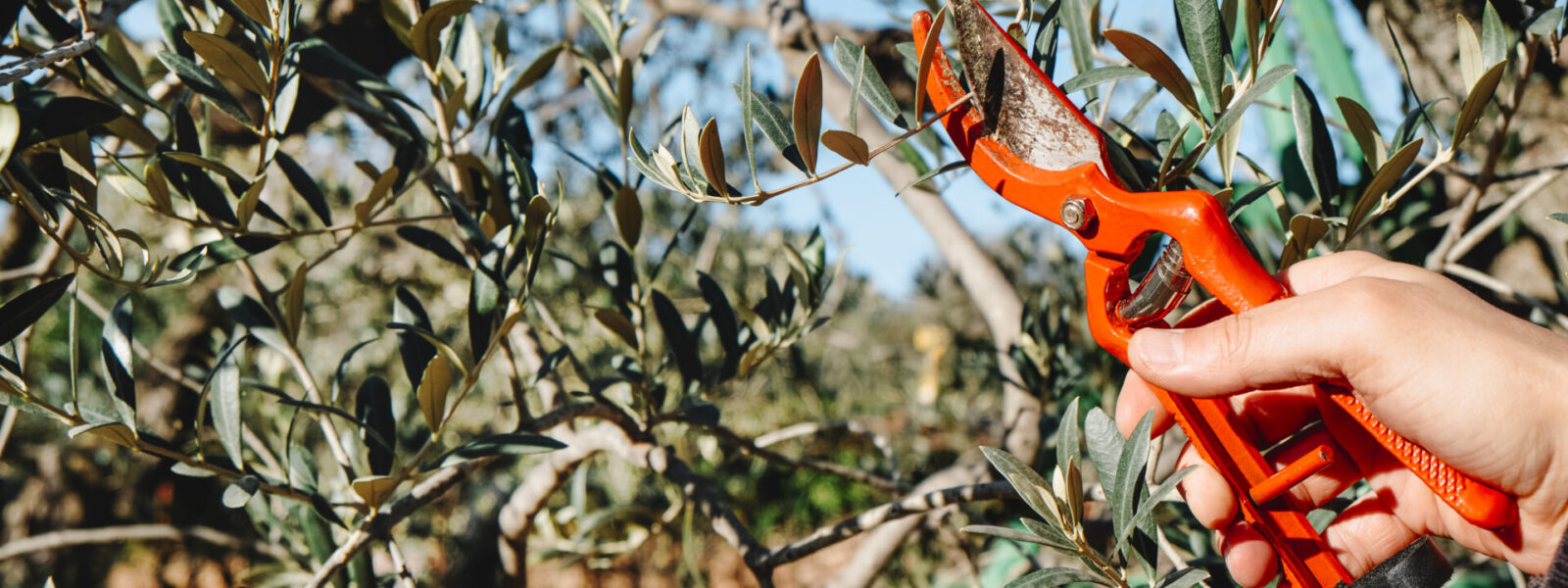 Taille d’un rameau d’olivier avec un sécateur en hiver