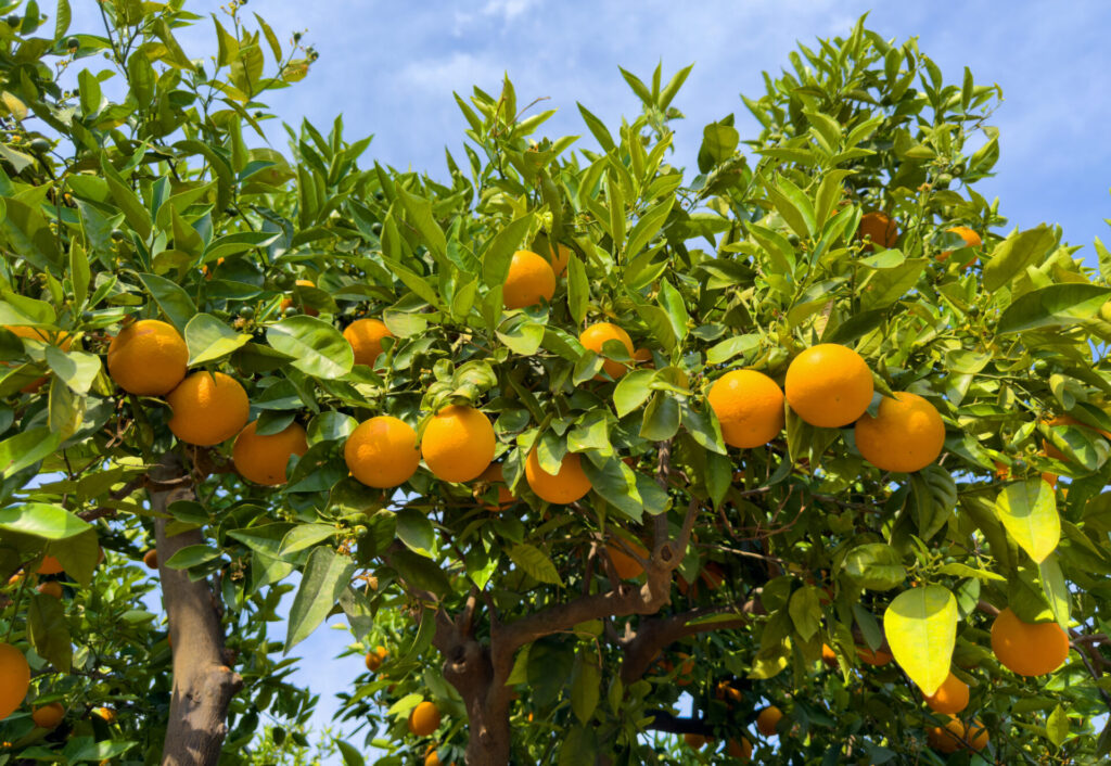 Arbre à agrumes portant des fruits de type clémentine ou mandarine