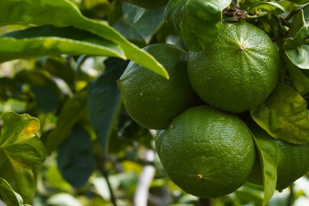 Bergamotes sur l’arbre, agrume utilisé principalement pour son parfum