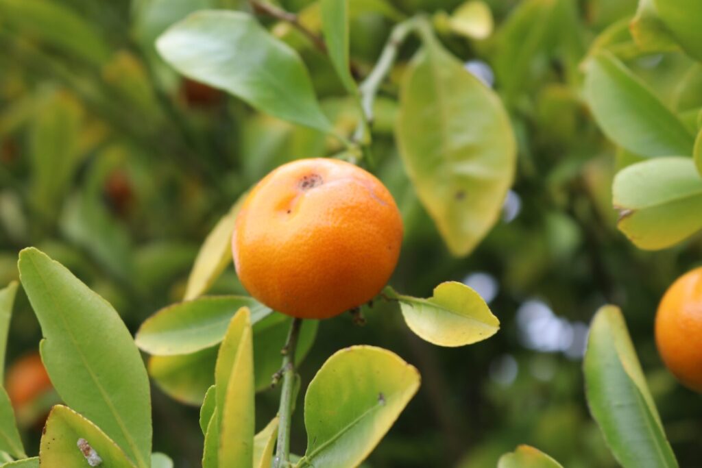 Calamondin sur l’arbre, agrume hybride issu du croisement entre le kumquat et la mandarine