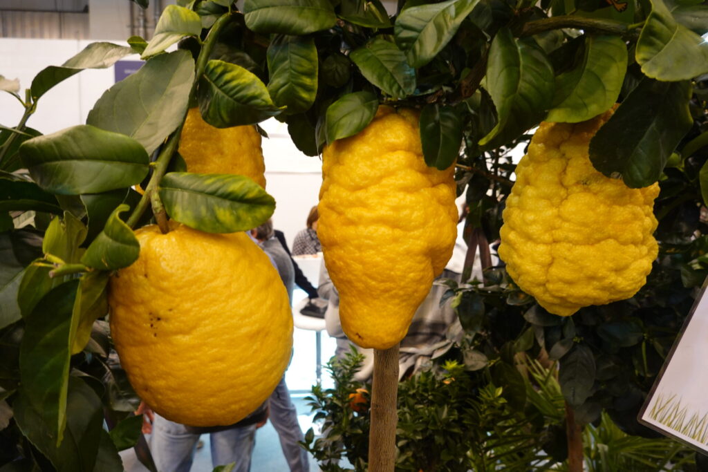 Cédrat sur l’arbre, agrume ancien considéré comme l’un des ancêtres de la famille des citrus