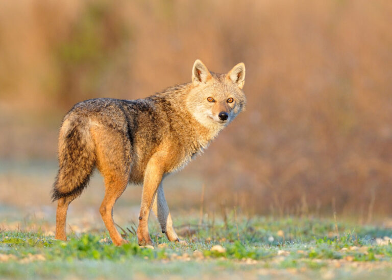 Chacal doré adulte debout dans une prairie au soleil couchant, tourné vers l’objectif.