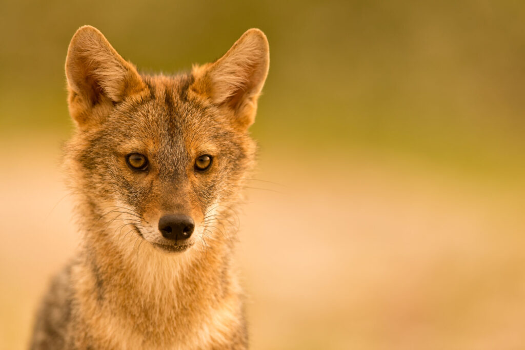Portrait serré d’un chacal doré dissimulé dans les herbes, oreilles dressées et regard attentif.