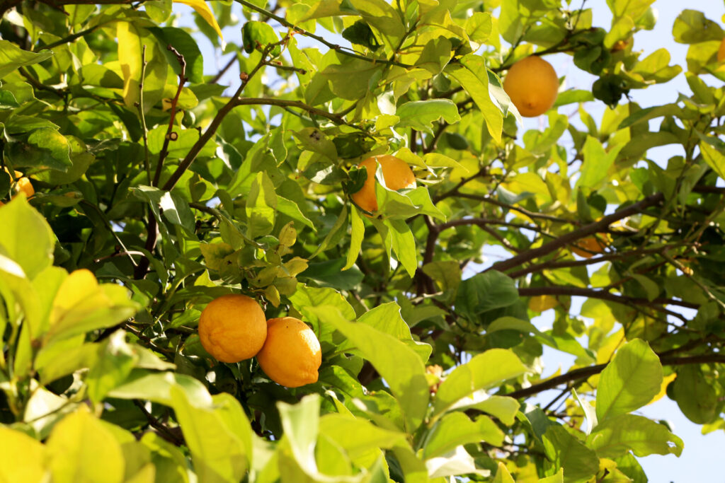 Citron jaune sur l’arbre, agrume issu d’hybridations anciennes à partir du cédrat