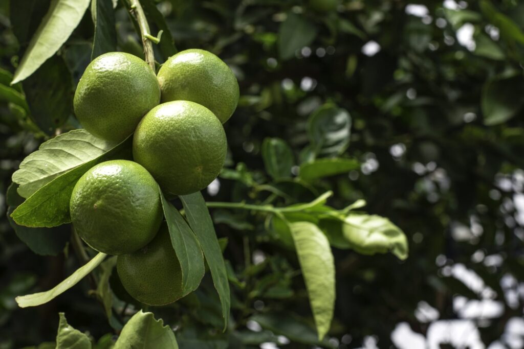 Citron vert sur l’arbre, agrume hybride issu du croisement entre le cédrat et le combava
