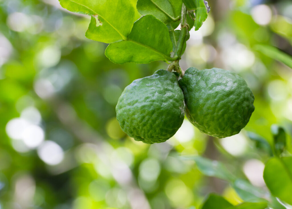 Combava sur l’arbre, agrume originel apprécié pour son parfum