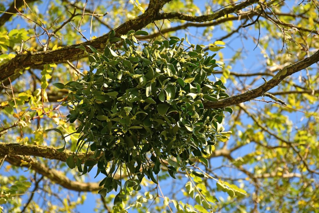 Boule de gui accrochée aux branches d’un arbre en hiver