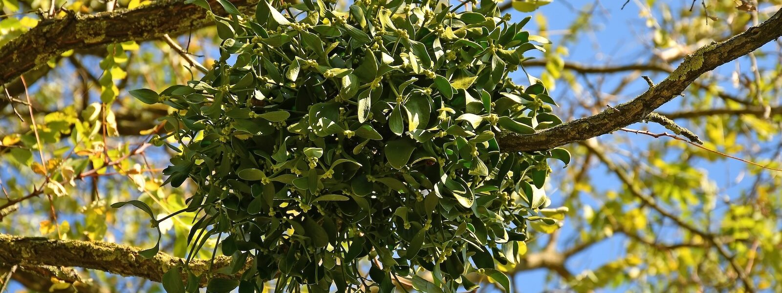 Boule de gui accrochée aux branches d’un arbre en hiver