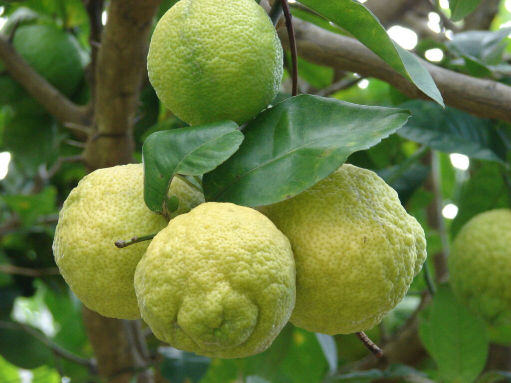 Jambiri sur l’arbre, agrume hybride issu du croisement entre la mandarine et le cédrat