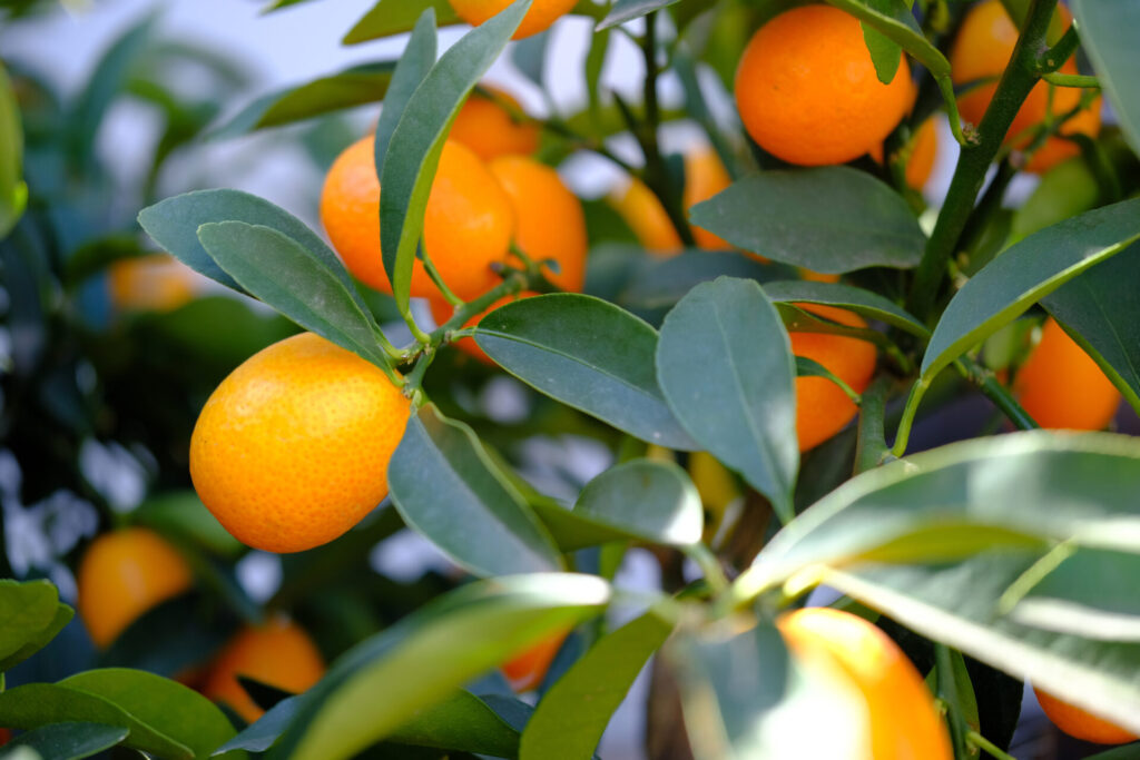 Kumquats sur l’arbre, petit agrume originel consommé avec la peau