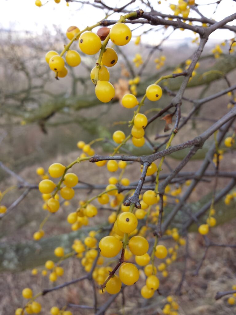 Baies jaunes du gui du chêne (Loranthus europaeus) sur une branche