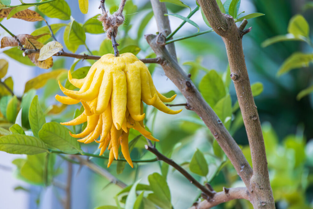 Main de Bouddha, forme ancienne de cédrat aux longs segments jaunes, suspendue sur l’arbre