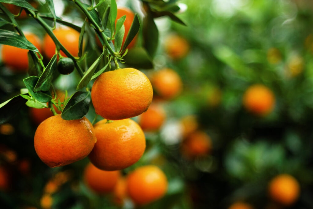Mandarines sur l’arbre, agrume ancien à l’origine de nombreux croisements