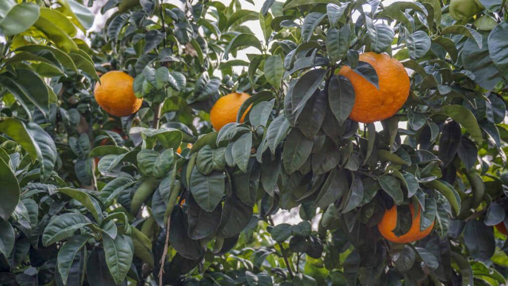 Orange amère sur l’arbre, agrume hybride issu du croisement entre la mandarine et le pamplemousse