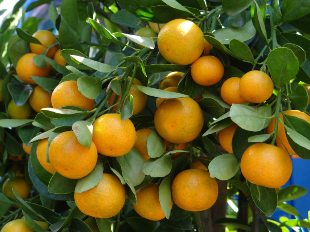 Oranges douces sur l’arbre, agrume hybride devenu central dans l’histoire des citrus