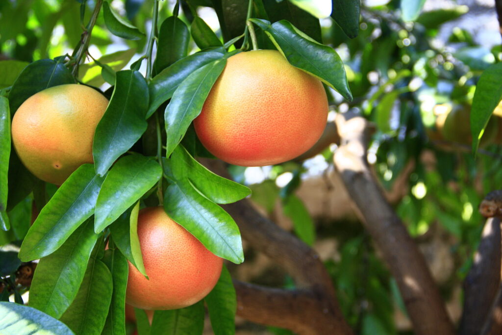 Pamplemousse sur l’arbre, agrume originel de grande taille