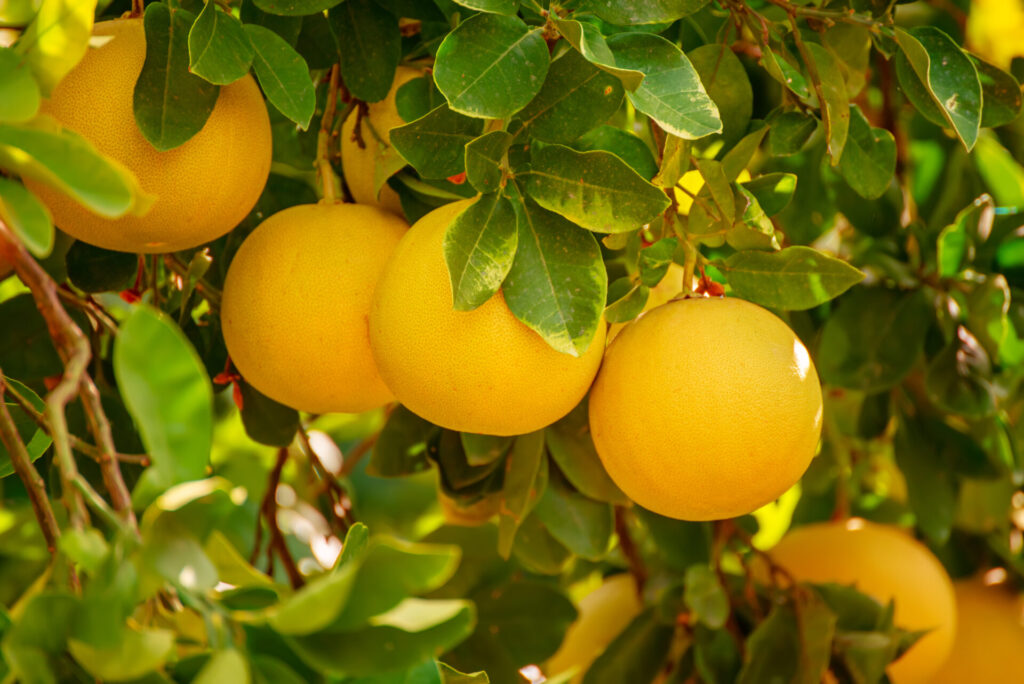 Pomelos sur l’arbre, agrume moderne issu d’hybridations entre mandarine et orange douce