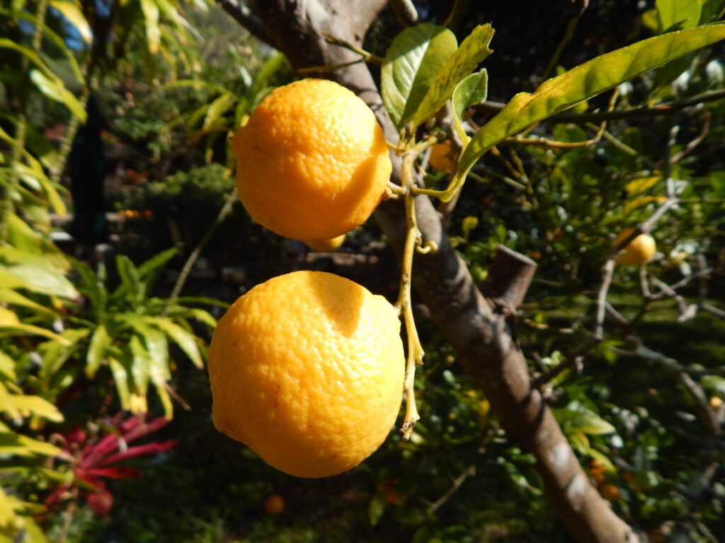 Rangpur sur l’arbre, agrume hybride issu du croisement entre la mandarine et le cédrat