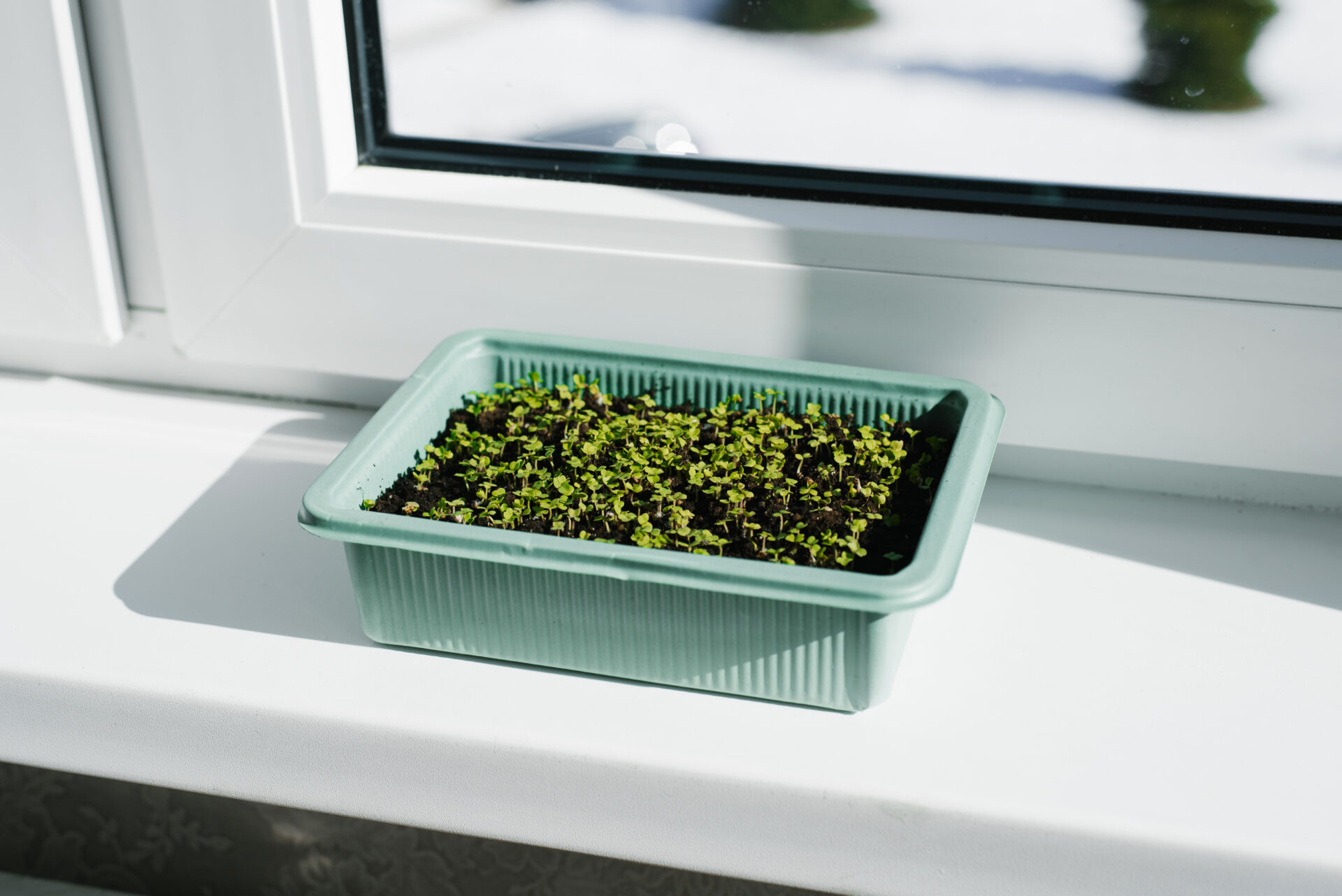 Semis au chaud en terrine posée sur un rebord de fenêtre, à la lumière naturelle, en hiver.