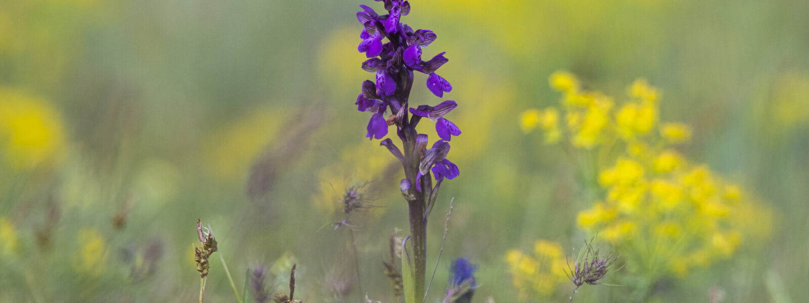 Anacamptis morio en fleur, orchis bouffon, orchidée sauvage européenne photographiée en prairie naturelle